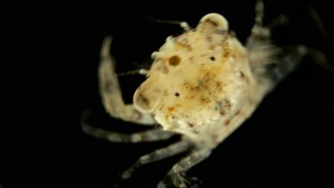 The crab larva under the microscope, already a full-fledged small crab that Stock Footage 121686311