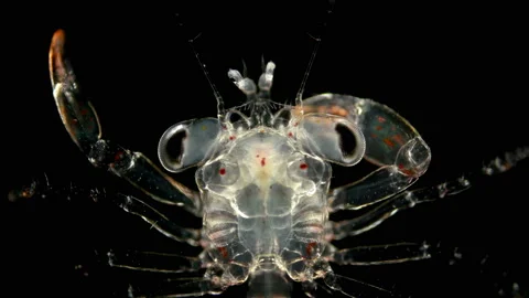 The crab larva under the microscope, at the megalope stage Stock Footage 121801091