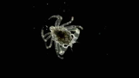 The crab larva under the microscope, at the megalope stage, has already sunk to Stock Footage 122433699