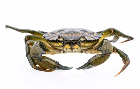 Crab live Stock Photos