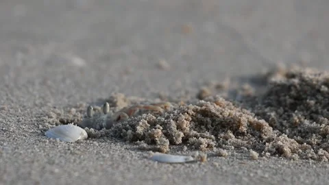 Crab lives on the beach Video stock 131605698
