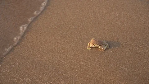 Crab on Long beach in Phu Quoc island Stockbeeldmateriaal 106663763