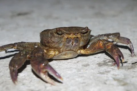 Crab looks evil Stock Photos