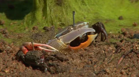 Crab  macro Stock Footage 10897342