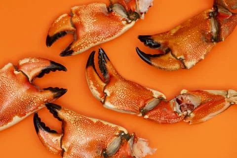 Crab macro texture close up. Crab vibrant background concept. Crab shell crac Stock Photos