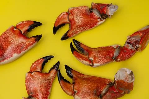 Crab macro vibrant shell. Crab cracked texture detail. Crab gourmet cuisine.. Stock Photos