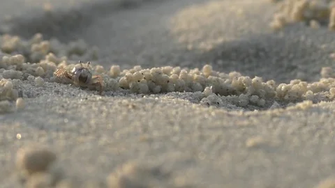 Crab makes balls of sand Stock Footage 71763139