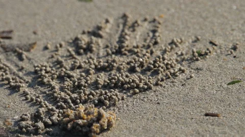 Crab makes balls of sand Stock Footage 170605286