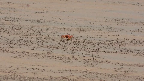 Crab Making Art From Sand Stock Footage 107608861