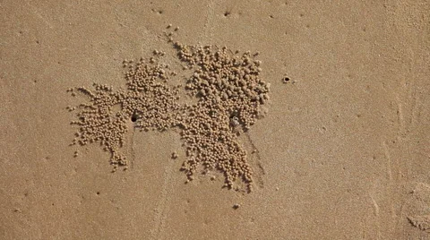 Crab making small sand balls around it's burrow Stock Footage 55391073
