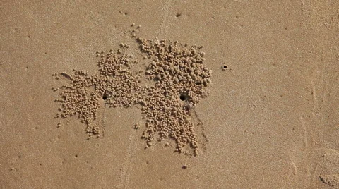 Crab making small sand balls around it's burrow Stock Footage 55391105