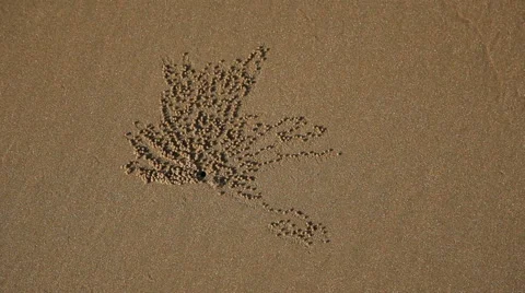 Crab making small sand balls around it's burrow Stock Footage 55391201