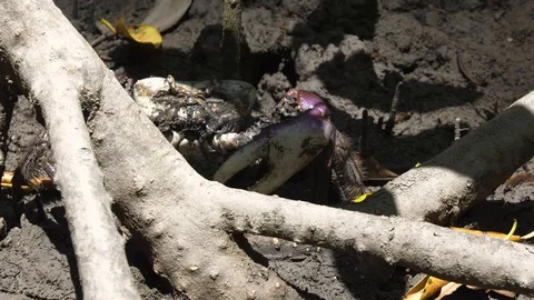 Crab in mangrove Stock Footage 129105193