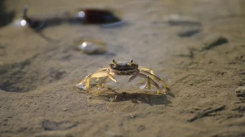 Crab in mangrove forest Stock Footage 75034678