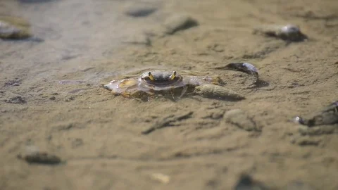 Crab in mangrove forest Stock Footage 75035037