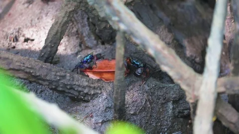 Crab in Mangrove forest Stock Footage 80532579