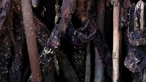 Crab in the mangrove forest Video stock 134853724