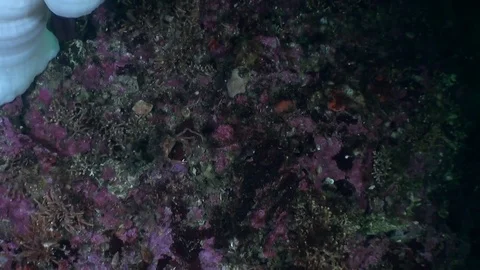 Crab masked on clear transparent seabed underwater in ocean of Alaska. Stock Footage