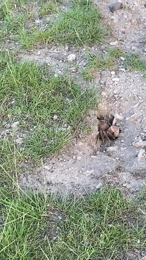 Crab in Maupiti Видео 344307957