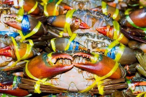 Crab meat bound Stock Photos