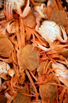 Crab from Mediterranean, texture pattern Foto stock