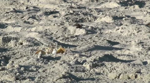 Crab Mid Shot 001 Video stock 7740696