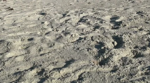 Crab Mid Shot 003 Video stock 7745675