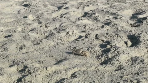 Crab Mid Shot 004 Stock Footage 7742164