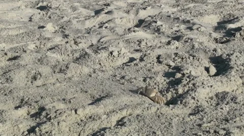 Crab Mid Shot 005 Stock Footage 7739260