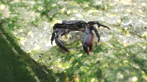 Crab moved 50fps Stock Footage 65772476