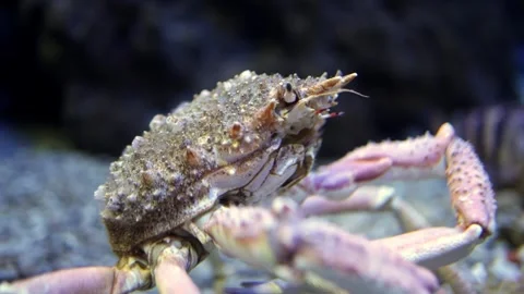 Crab moving across the sandy ocean floor, showcasing its detailed shell and Video stock 335088658