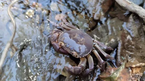 Crab moving along river floor, Stock Footage 253558593