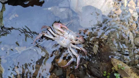 Crab moving along river floor, Swimming crab Stock Footage 253558596
