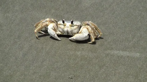 Crab moving around on the beach Stock Footage 28540344