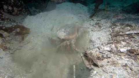 Crab moving in sanddust Stock Footage 104809543