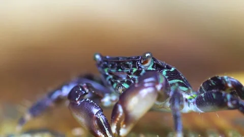 Crab is Moving Sideward Stock Footage 145743741