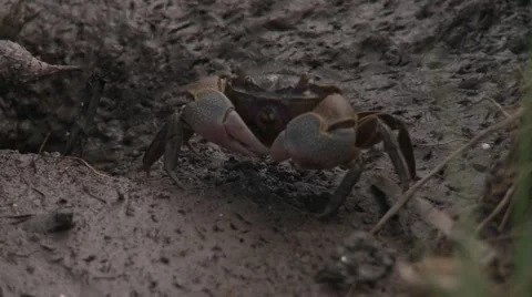 Crab on mud Stock Footage 64971463