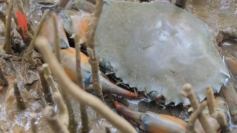 Crab on mud. Video stock 117261890