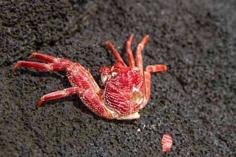 Crab mult Stock Photos