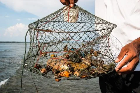 Crab in the net Stock Photos