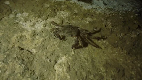 Crab on night Stock Footage 78568773