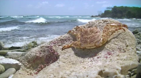 Crab by the Ocean Stockbeeldmateriaal 27242884