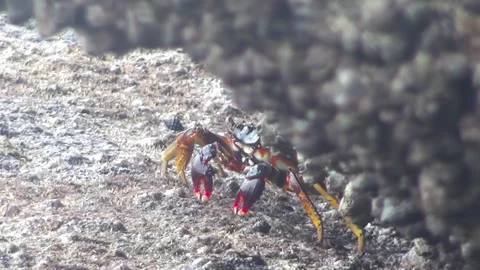 Crab on the ocean on a stone Video stock 168897043