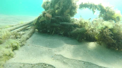 Crab in old ropes Stock Footage 85797660