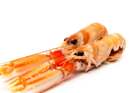 Crab orange 写真素材
