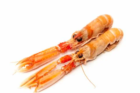 Crab orange 写真素材