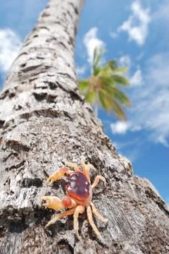 Crab on palm Stock Photos