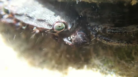 Crab peeps out of the cleft Stock Footage 111762534