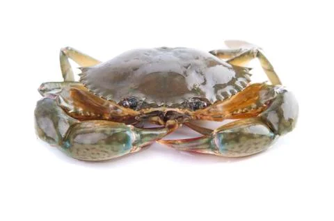 Crab Stock Photos