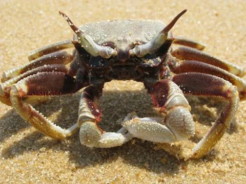 Crab Stock Photos